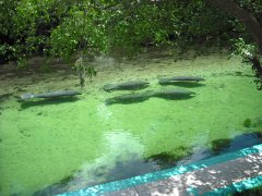 Manatee family